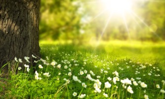 Copywriter Natur Baum verwurzelt Wurzel-Chakra