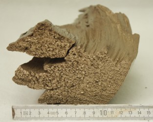 Goldenes Holz 001